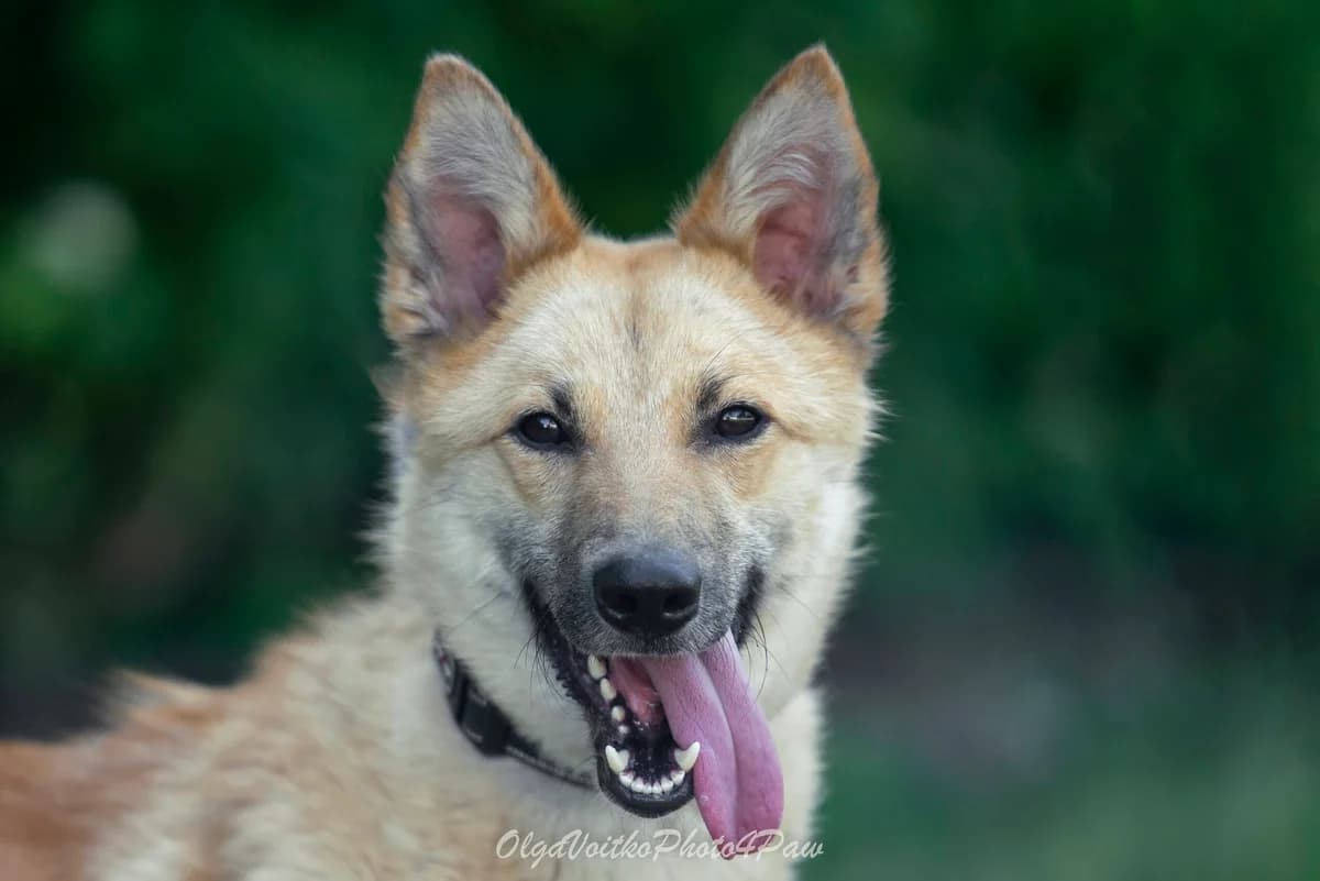 Lisa (Ліса), Mixed Breed for adoption at Dobri Ruky, Kyiv