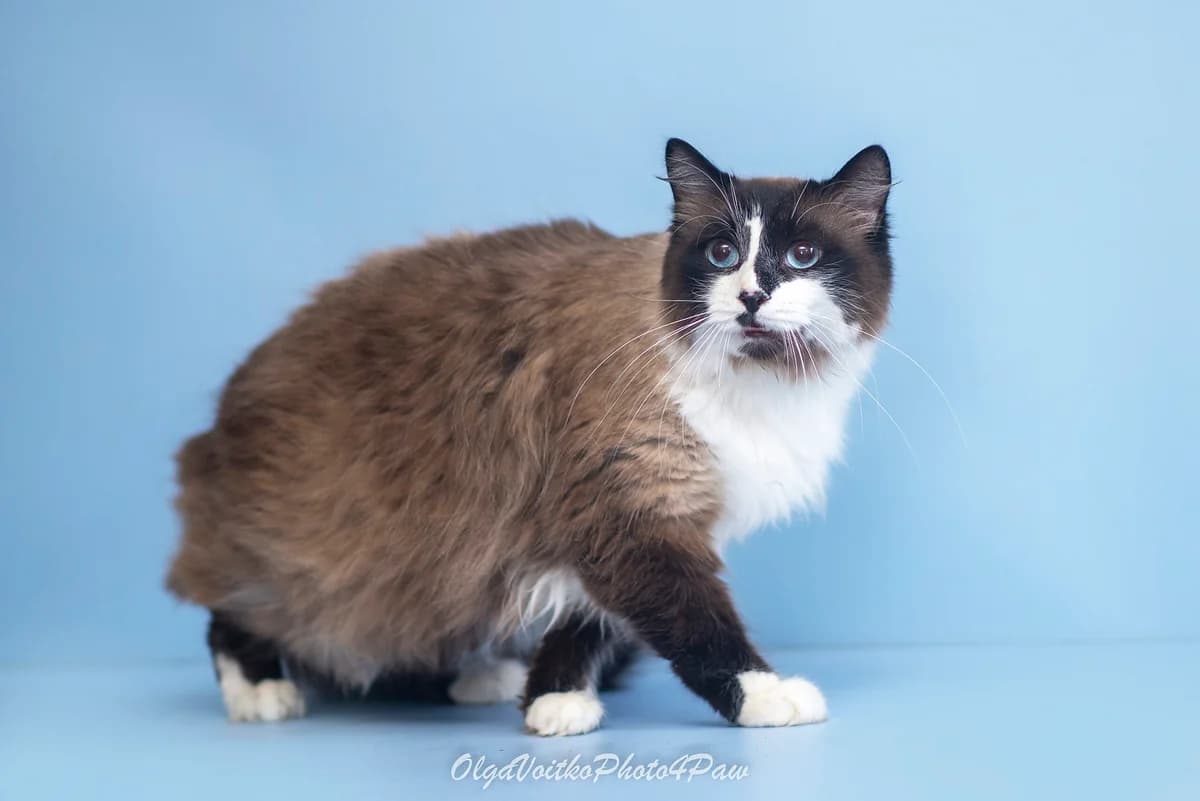 Vistan (Вістан), male Mixed Breed for adoption at Dobri Ruky, Kyiv