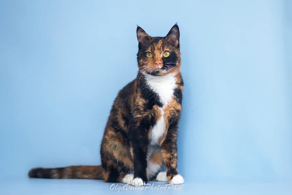 Loretta (Лоретта), female Mixed Breed for adoption at Dobri Ruky, Kyiv