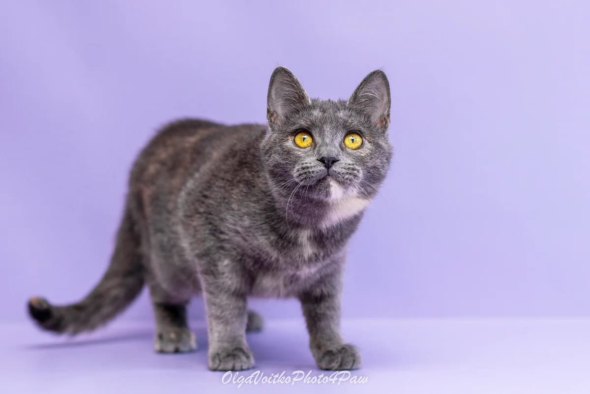 Delis (Деліс), female Mixed Breed for adoption at Dobri Ruky, Kyiv