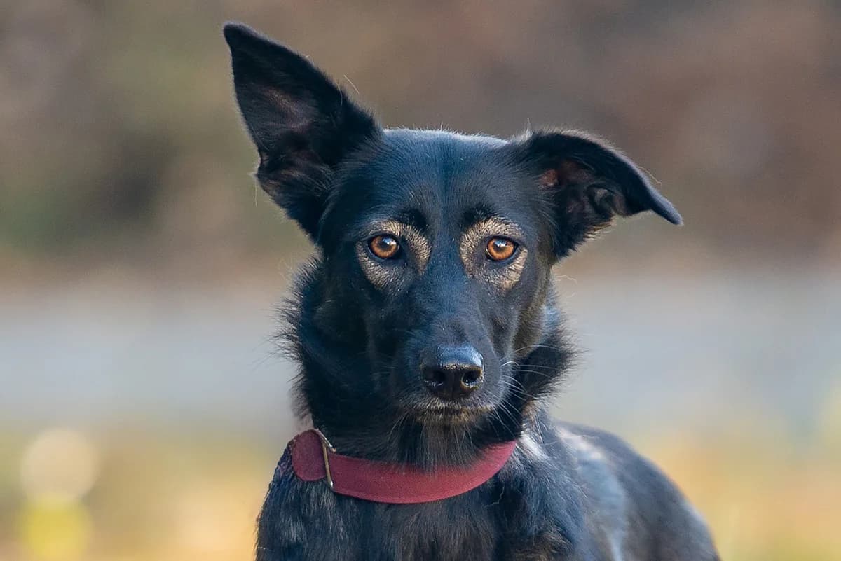 Konni (Конні), female Mixed Breed for adoption at Dobri Ruky, Kyiv