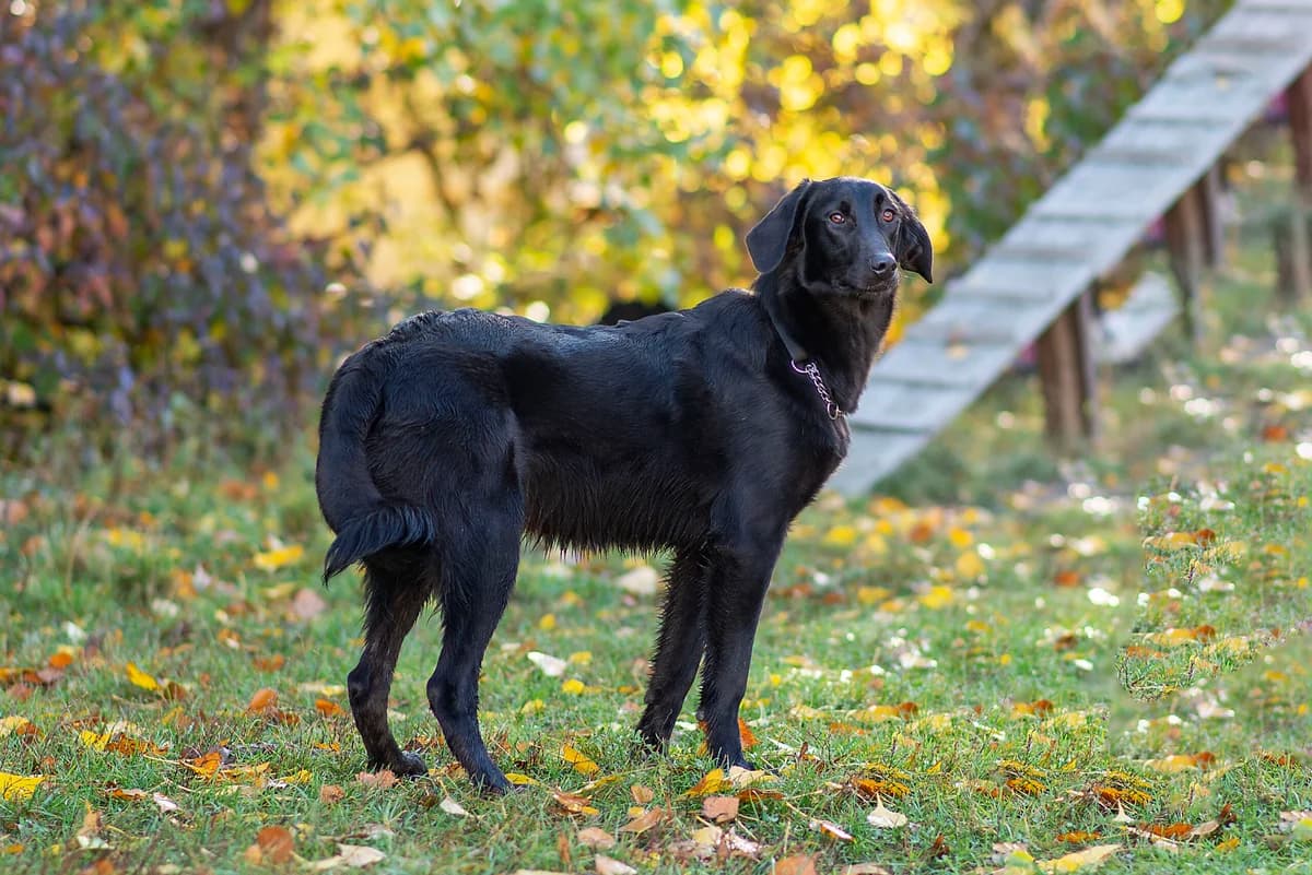 Nepal (Непал), male Mixed Breed for adoption at Dobri Ruky, Kyiv