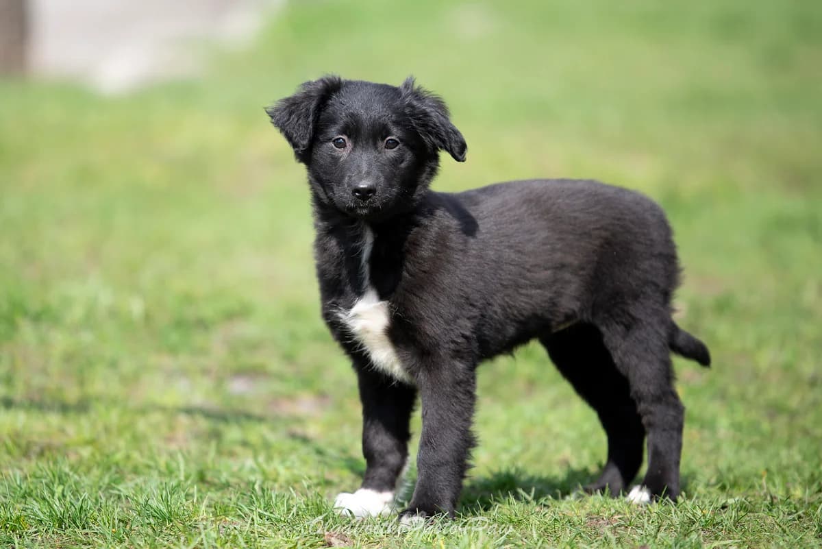 Ninzya (Нінзя), female Mixed Breed for adoption at Dobri Ruky, Kyiv
