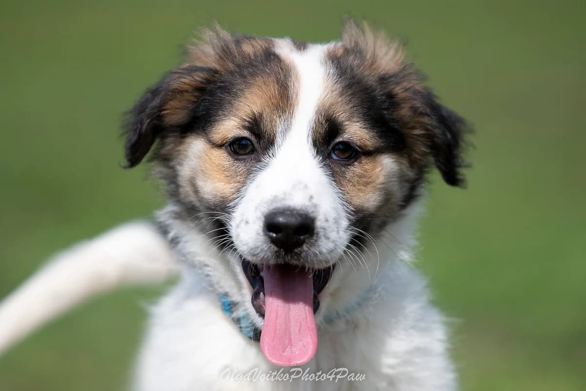 Nilla (Нілла), female Mixed Breed for adoption at Dobri Ruky, Kyiv