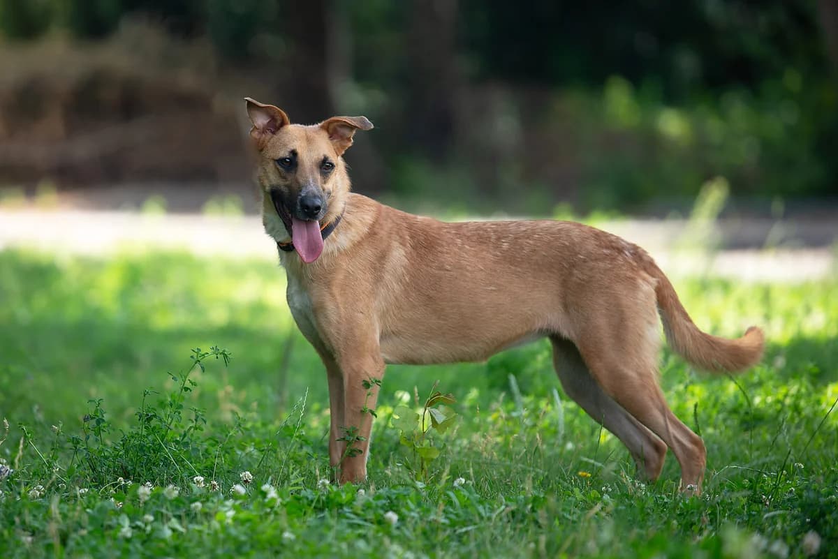 Mina (Міна), female Mixed Breed for adoption at Dobri Ruky, Kyiv