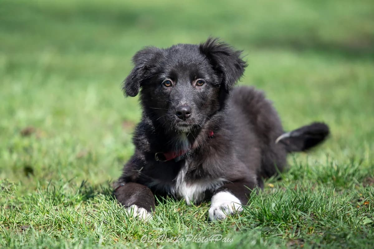 Natsu (Нацу), female Mixed Breed for adoption at Dobri Ruky, Kyiv