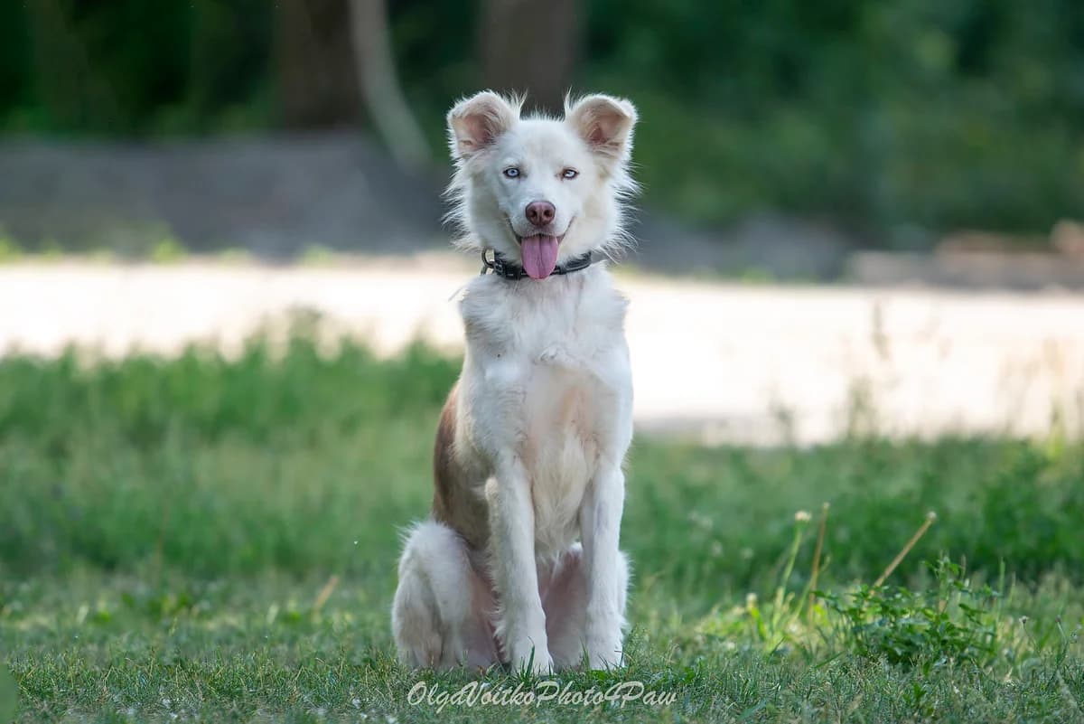 Aliya (Алія), female Mixed Breed for adoption at Dobri Ruky, Kyiv
