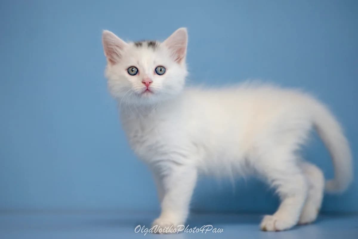 Ukko (Укко), male Mixed Breed for adoption at Dobri Ruky, Kyiv