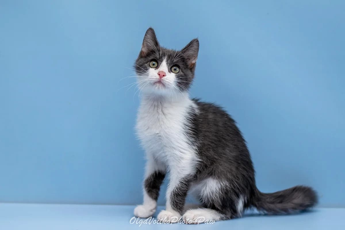 Ulvi (Ульві), male Mixed Breed for adoption at Dobri Ruky, Kyiv