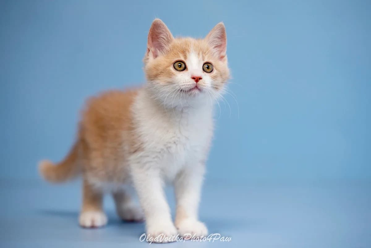 Foks (Фокс), male Mixed Breed for adoption at Dobri Ruky, Kyiv