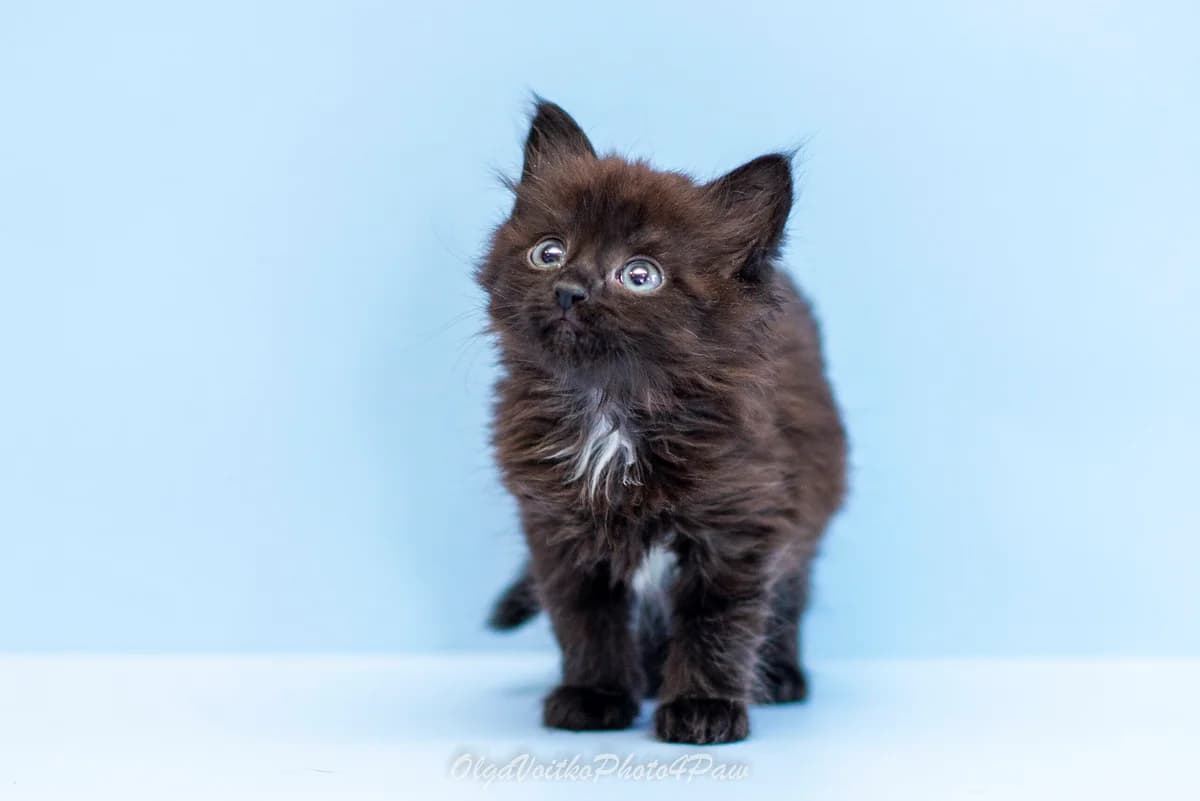 Chuzi (Чузі), female Mixed Breed for adoption at Dobri Ruky, Kyiv