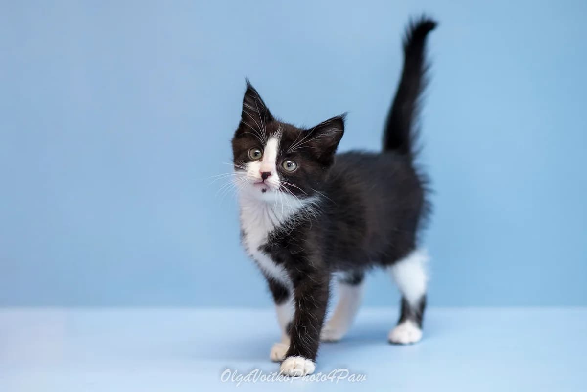 Charlin (Чарлін), female Mixed Breed for adoption at Dobri Ruky, Kyiv