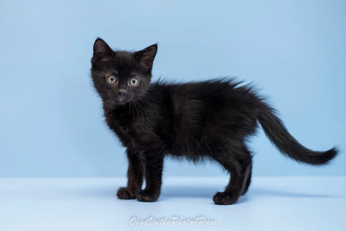 Chiara (Чіара), female Mixed Breed for adoption at Dobri Ruky, Kyiv