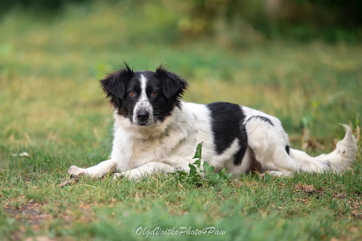 Nadin (Надін), female Mixed Breed for adoption at Dobri Ruky, Kyiv