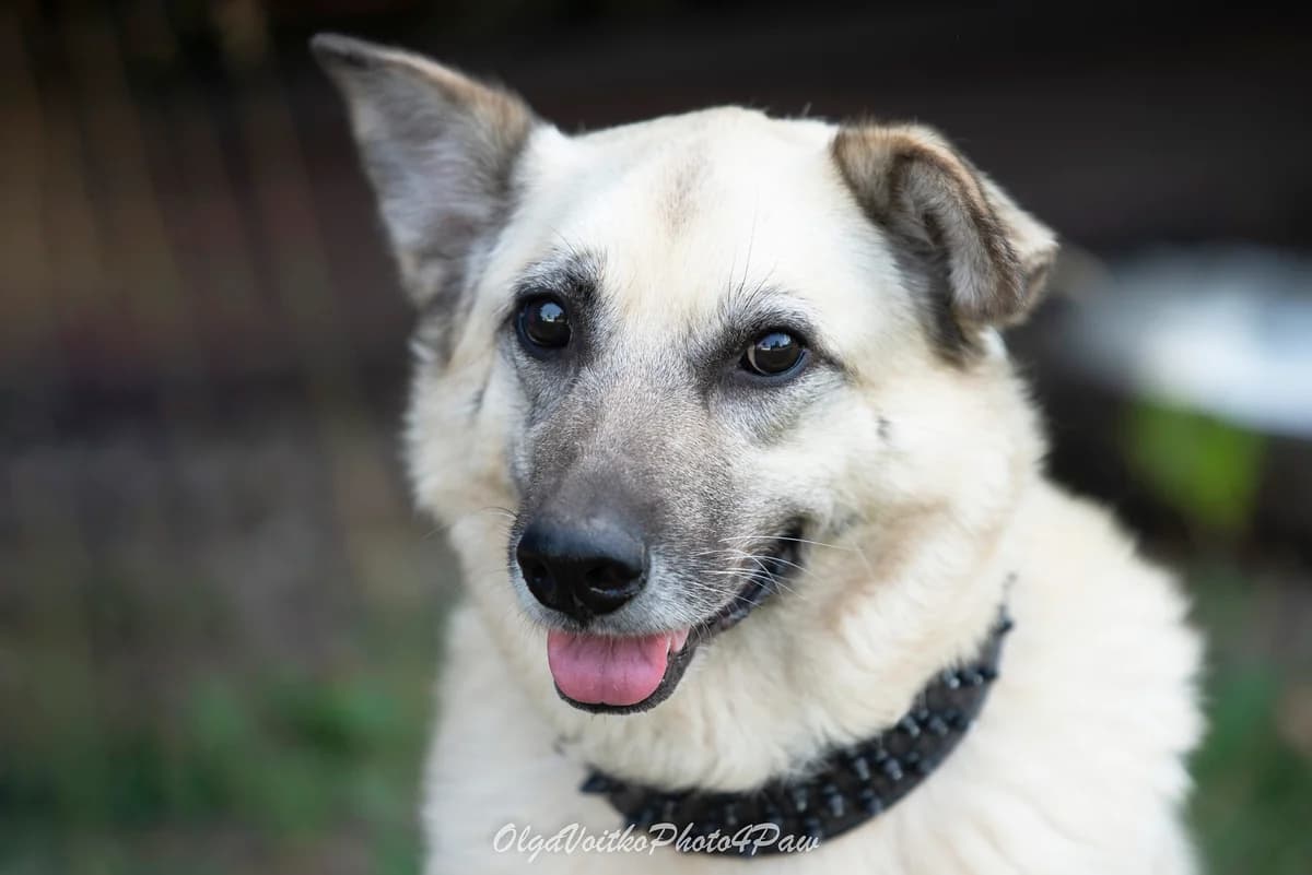Nashi osoblivi tvarini (Berta) (Наші особливі тварини (Берта)),  senior Mixed Breed for adoption at Dobri Ruky, Kyiv