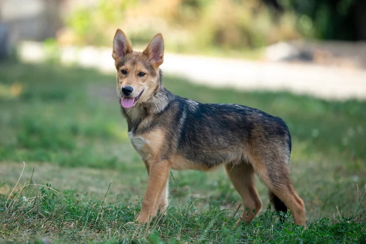 Drako (Драко), male Mixed Breed for adoption at Dobri Ruky, Kyiv