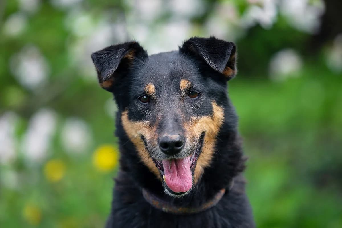 Chani (Чані), female Mixed Breed for adoption at Dobri Ruky, Kyiv