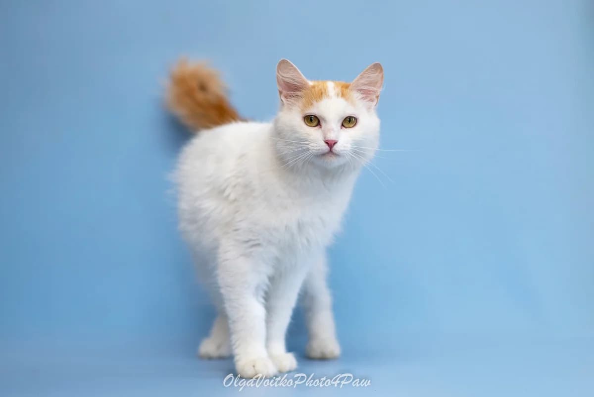 Yuveta (Ювета), female Mixed Breed for adoption at Dobri Ruky, Kyiv