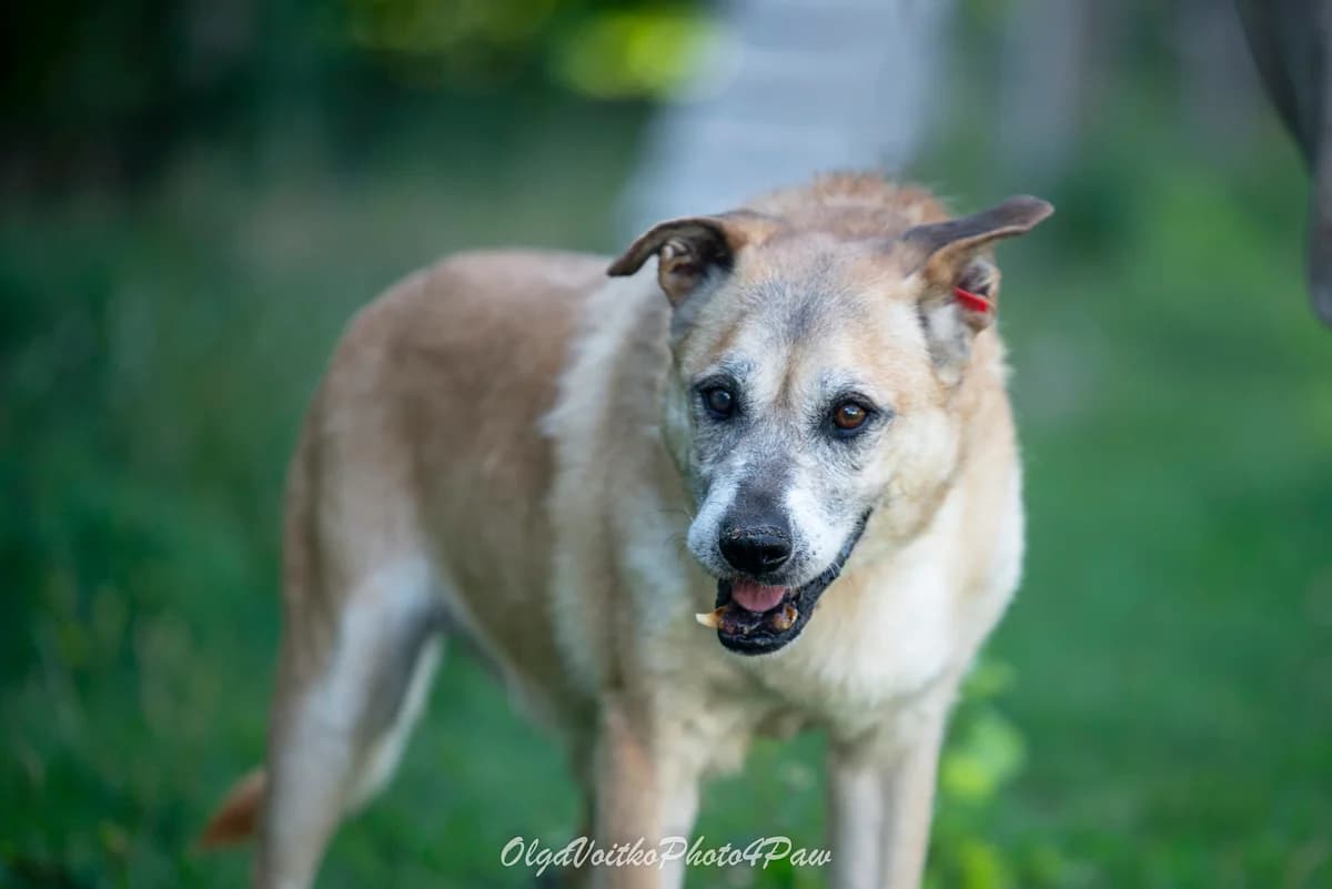 Nashi osoblivi tvarini (Dora) (Наші особливі тварини (Дора)),  senior Mixed Breed for adoption at Dobri Ruky, Kyiv