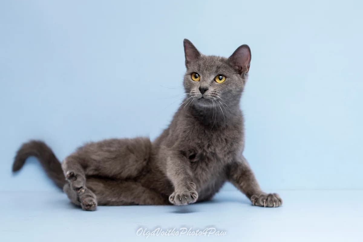 Yasira (Ясіра), female Mixed Breed for adoption at Dobri Ruky, Kyiv