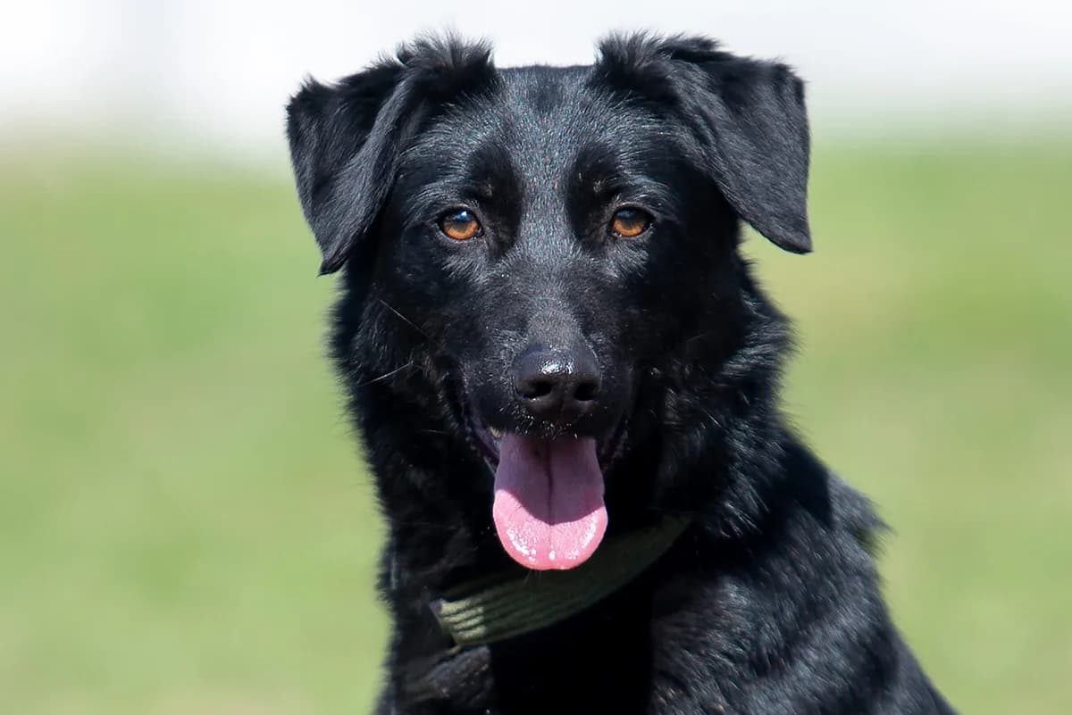 Syuti (Сьюті), female Mixed Breed for adoption at Dobri Ruky, Kyiv