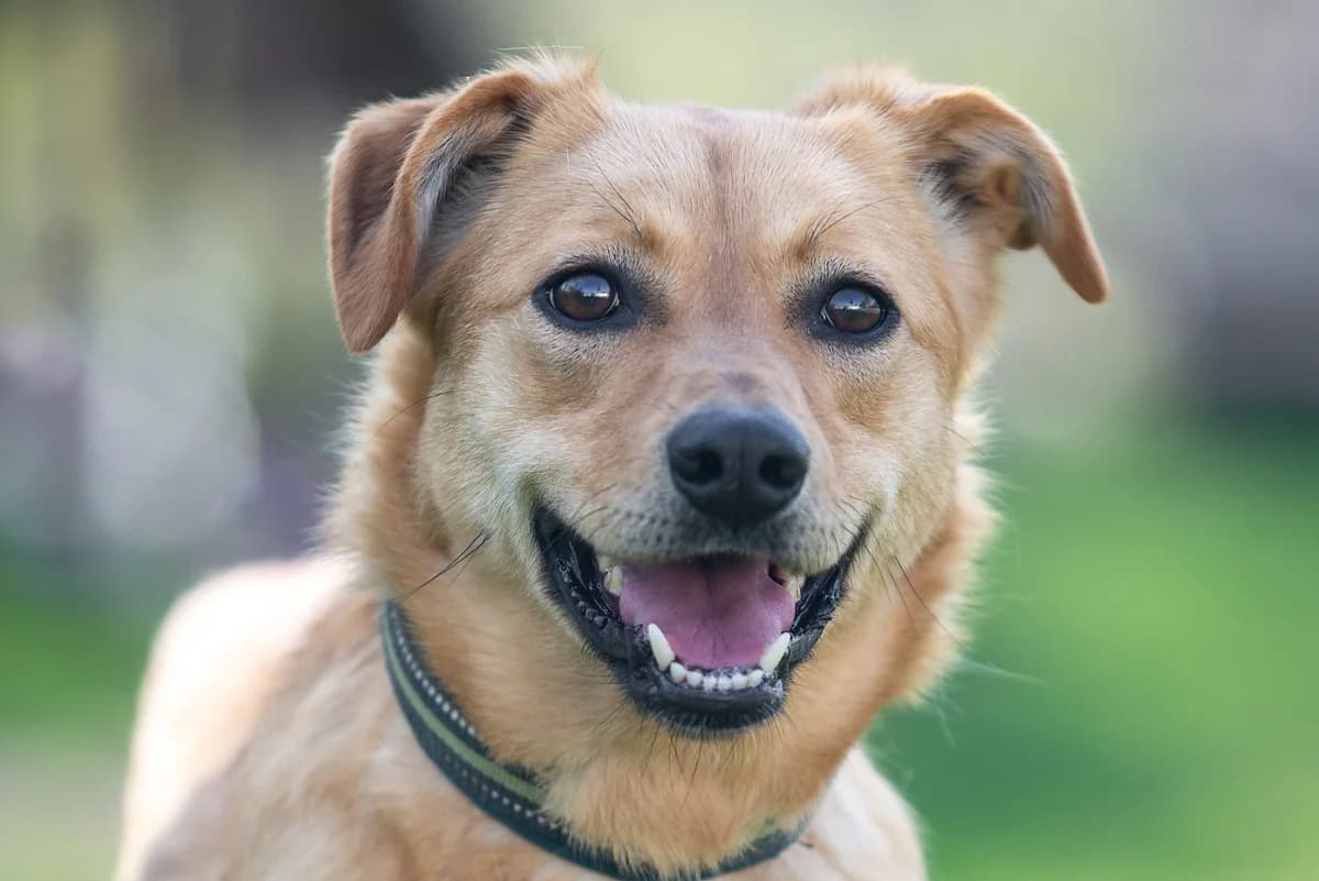 Nashi osoblivi tvarini (Feya) (Наші особливі тварини (Фея)), female Mixed Breed for adoption at Dobri Ruky, Kyiv