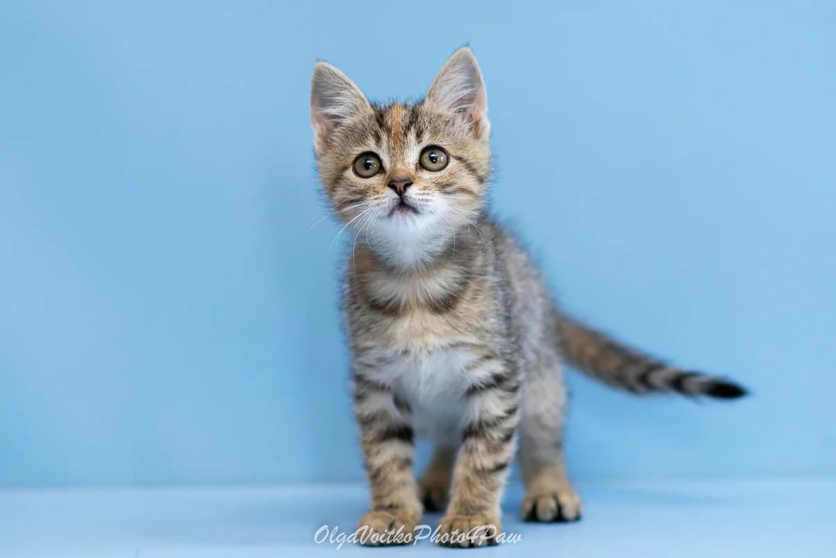 Beyli (Бейлі), female Mixed Breed for adoption at Dobri Ruky, Kyiv