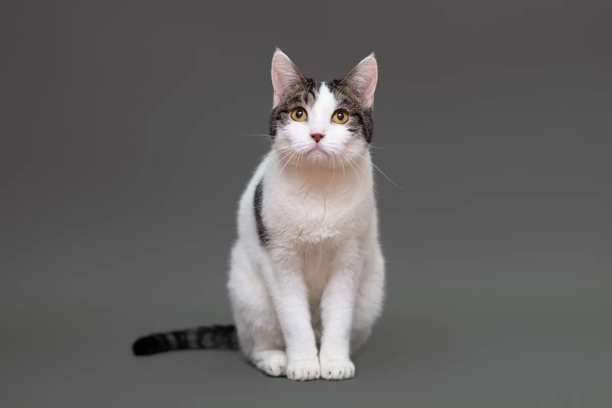 Chayerina (Чаєріна), female Mixed Breed for adoption at Dobri Ruky, Kyiv