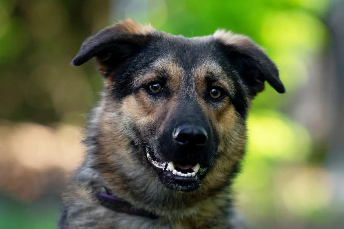 Sem (Сем), male Mixed Breed for adoption at Dobri Ruky, Kyiv