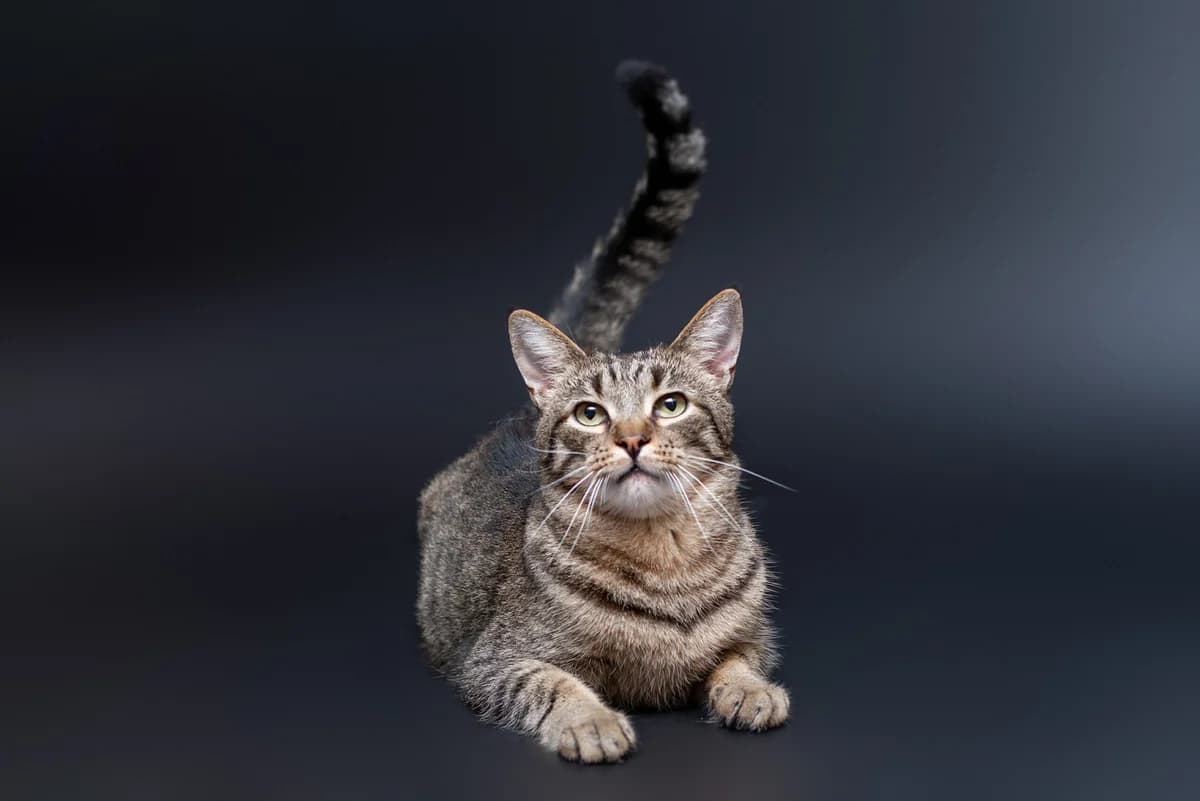 Zhyust (Жюст), male Mixed Breed for adoption at Dobri Ruky, Kyiv