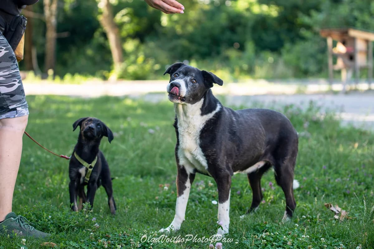 Nashi osoblivi tvarini (Linda) (Наші особливі тварини (Лінда)), female senior Mixed Breed for adoption at Dobri Ruky, Kyiv