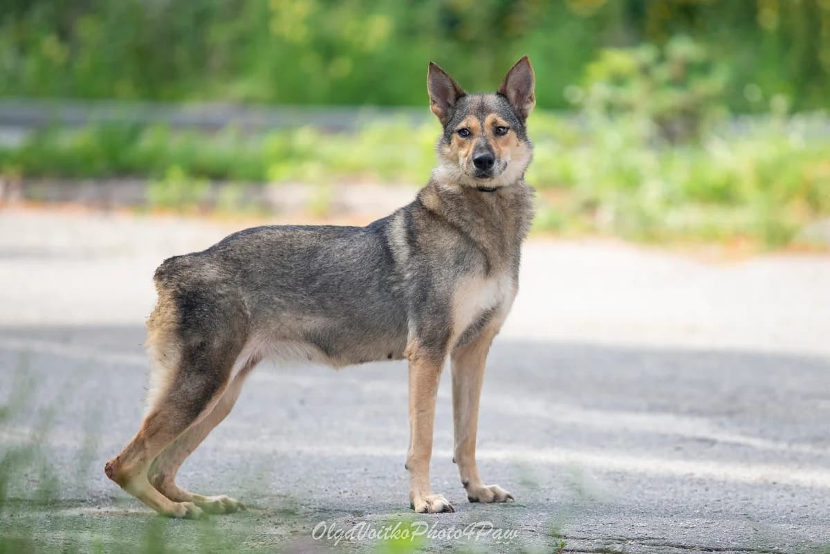 Nashi osoblivi tvarini (Izabel) (Наші особливі тварини (Ізабель)),  Mixed Breed for adoption at Dobri Ruky, Kyiv