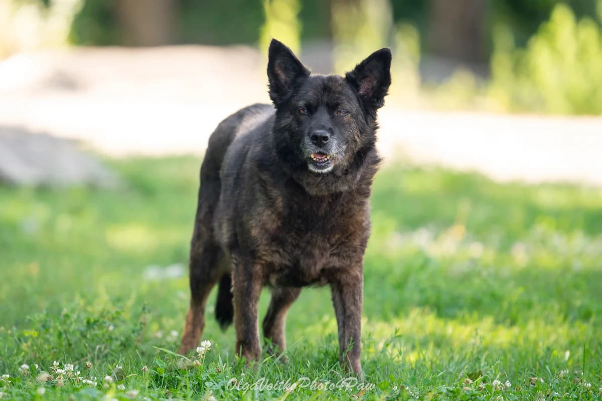 Nashi osoblivi tvarini (Mirra) (Наші особливі тварини (Мірра)),  senior Mixed Breed for adoption at Dobri Ruky, Kyiv