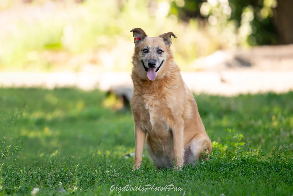 Matilda (Матільда), female Mixed Breed for adoption at Dobri Ruky, Kyiv