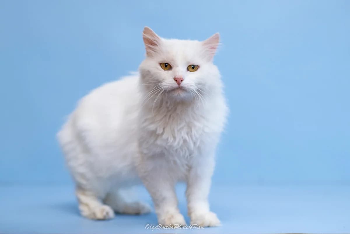 Gaston (Гастон), male Mixed Breed for adoption at Dobri Ruky, Kyiv