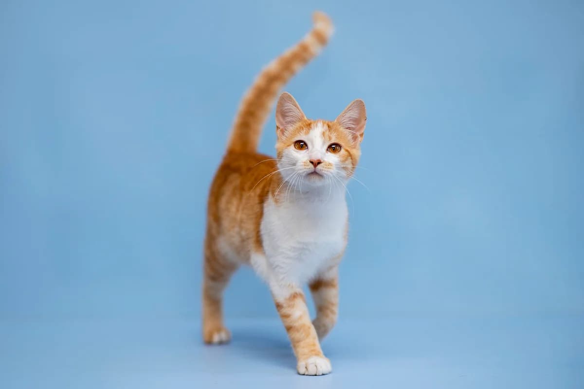 Kin (Кін), male Mixed Breed for adoption at Dobri Ruky, Kyiv