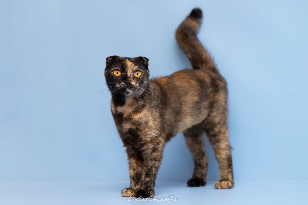 Bettani (Беттані), female Mixed Breed for adoption at Dobri Ruky, Kyiv