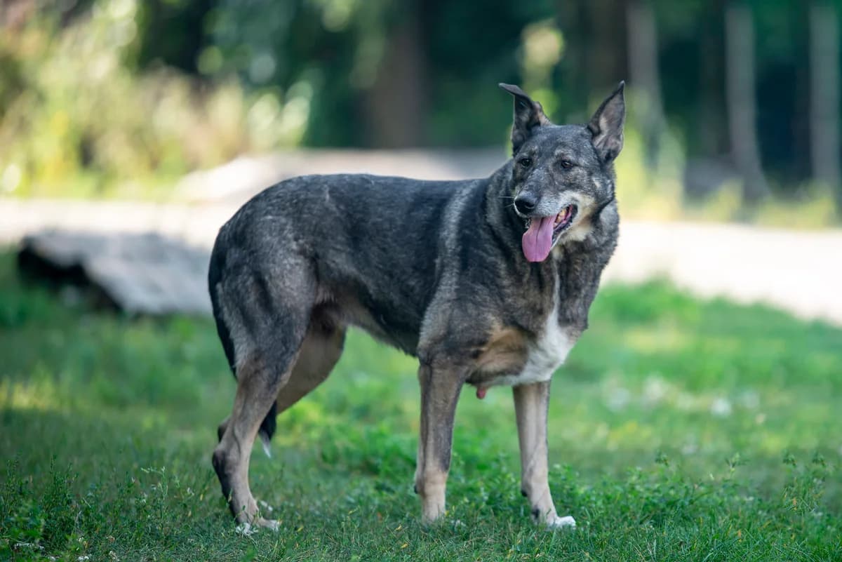 Dzheka (Джека), female Mixed Breed for adoption at Dobri Ruky, Kyiv