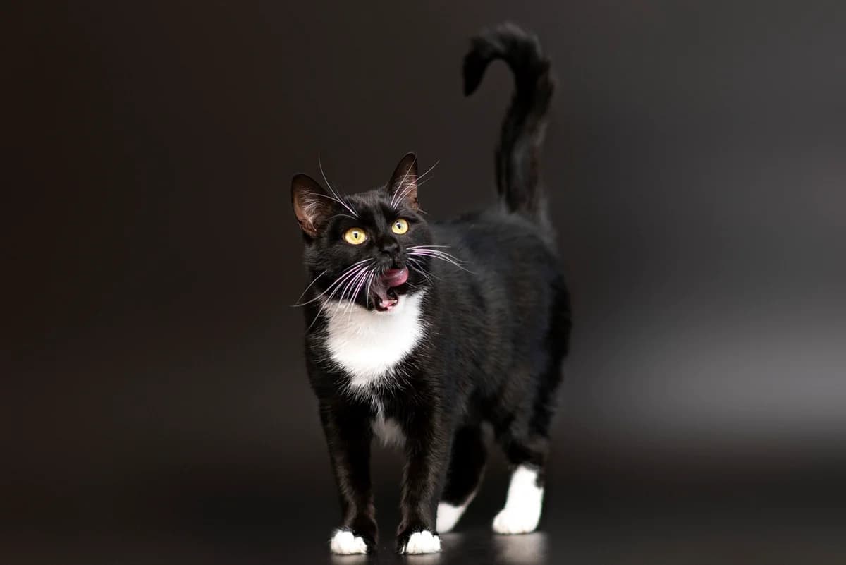 Adaliya (Адалія), female Mixed Breed for adoption at Dobri Ruky, Kyiv