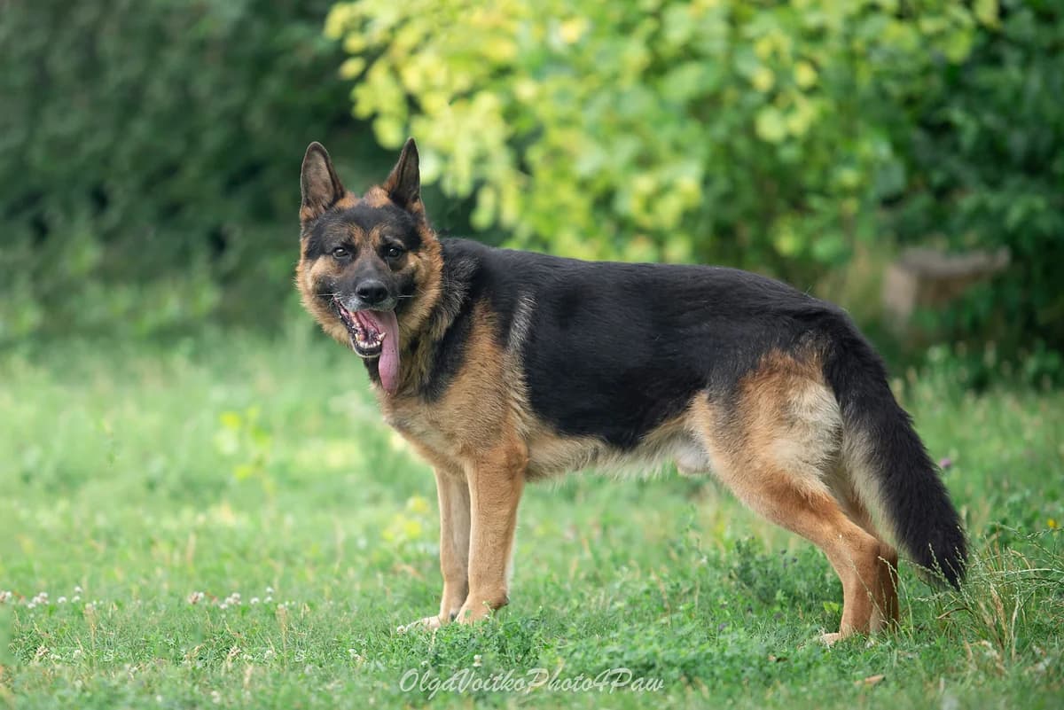 Yan (Ян), male Mixed Breed for adoption at Dobri Ruky, Kyiv