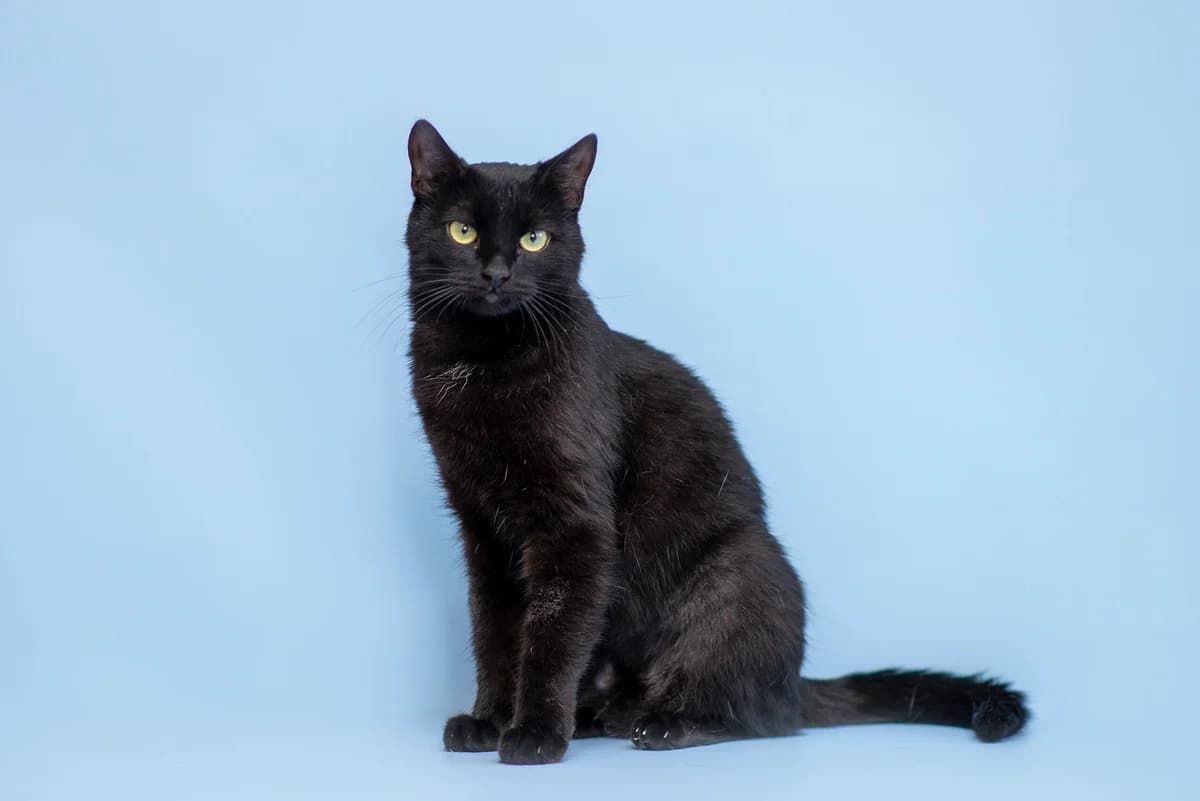 Karmen (Кармен), female Mixed Breed for adoption at Dobri Ruky, Kyiv