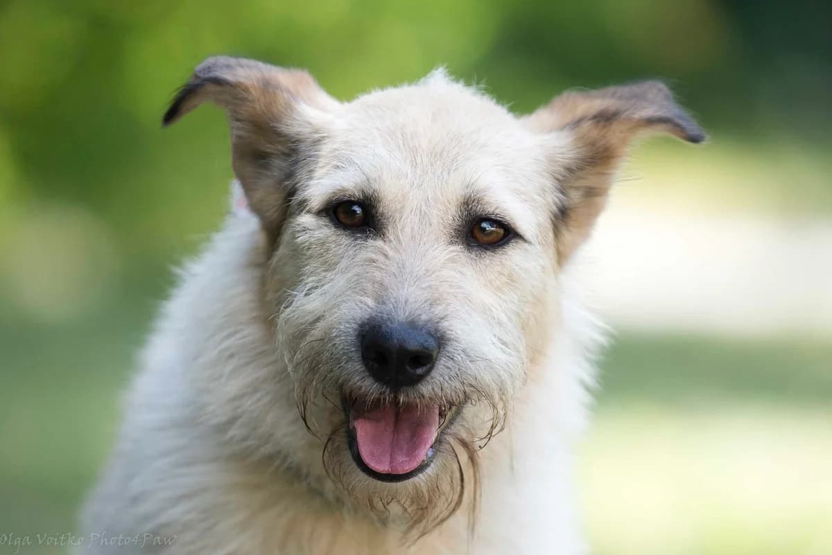 Dori (Дорі), female Mixed Breed for adoption at Dobri Ruky, Kyiv