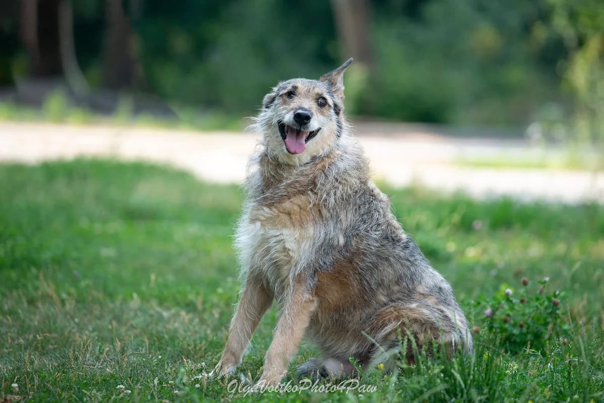 Pirat (Пірат), male Mixed Breed for adoption at Dobri Ruky, Kyiv