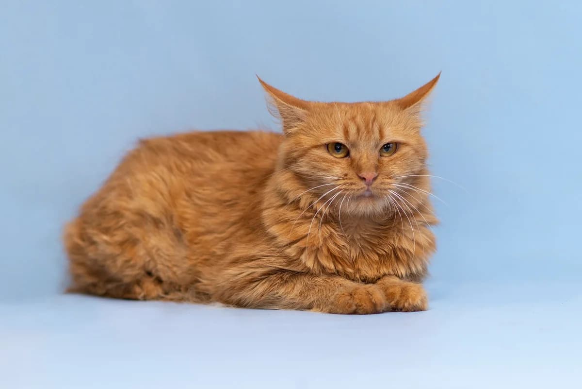 Zebel (Зебель), female Mixed Breed for adoption at Dobri Ruky, Kyiv