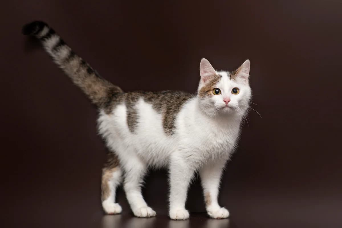 Neyron (Нейрон), male Mixed Breed for adoption at Dobri Ruky, Kyiv