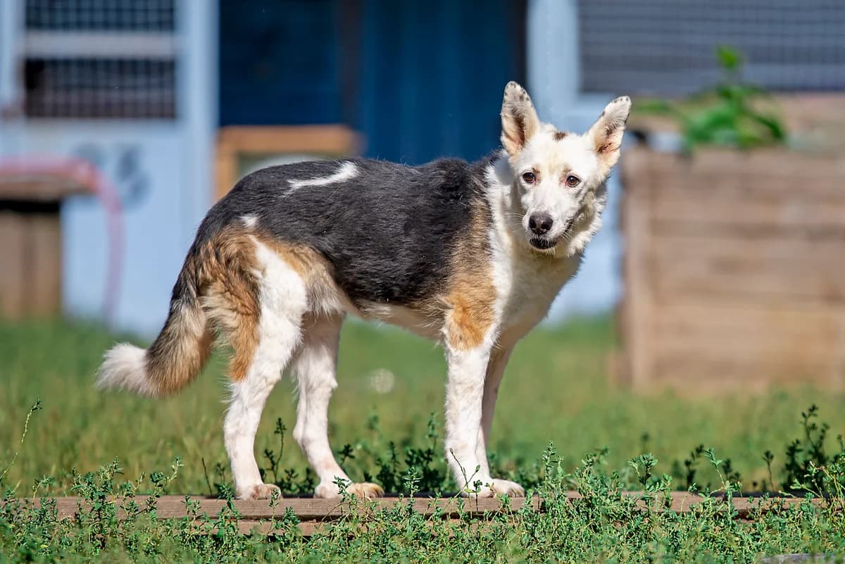 Nashi osoblivi tvarini (Lyalya) (Наші особливі тварини (Ляля)),  senior Mixed Breed for adoption at Dobri Ruky, Kyiv