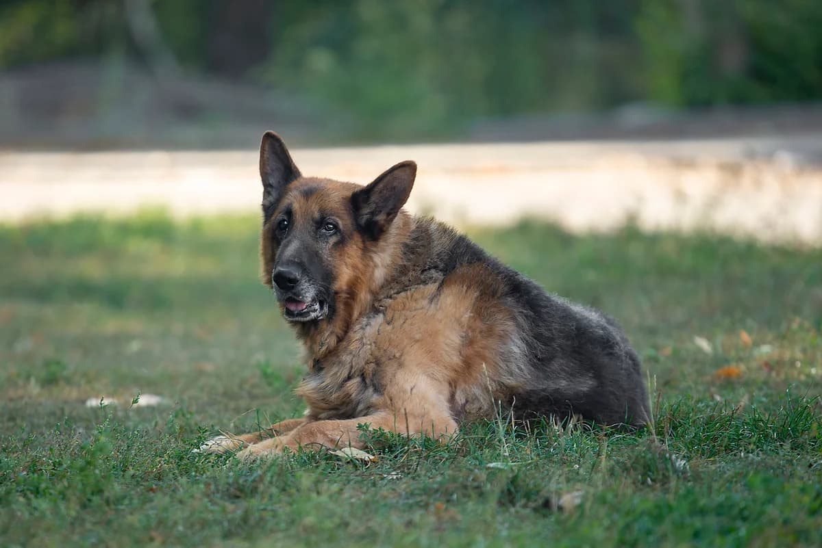 Nashi osoblivi tvarini (Morfius) (Наші особливі тварини (Морфіус)),  Mixed Breed for adoption at Dobri Ruky, Kyiv
