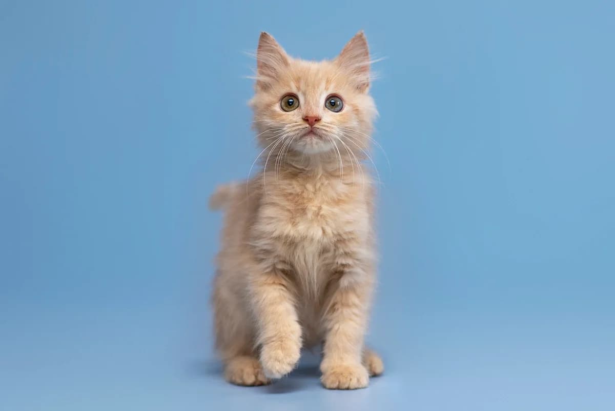 Amber (Амбер), female Mixed Breed for adoption at Dobri Ruky, Kyiv