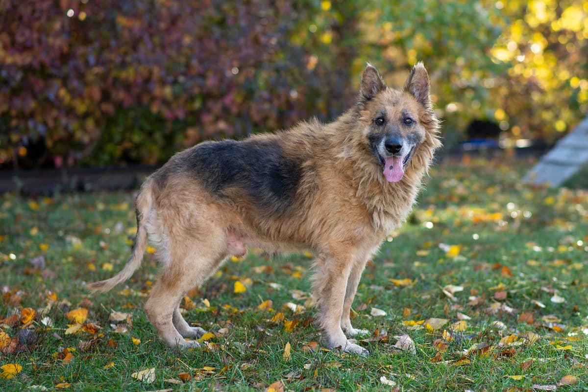 Odin (Одін), male Mixed Breed for adoption at Dobri Ruky, Kyiv