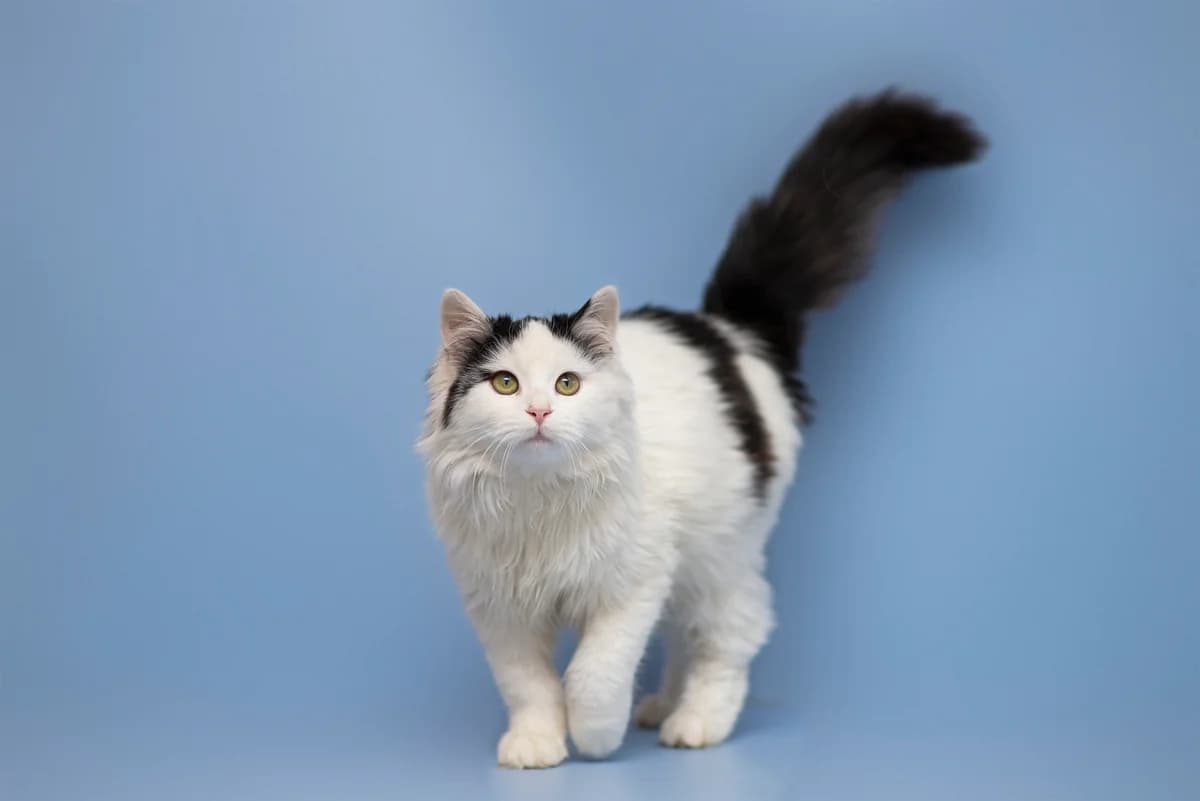 Zhaniya (Жанія), Mixed Breed for adoption at Dobri Ruky, Kyiv